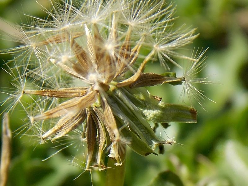 Taraxacum glaciale / Tarassaco appenninico